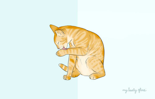 Cat Overgrooming