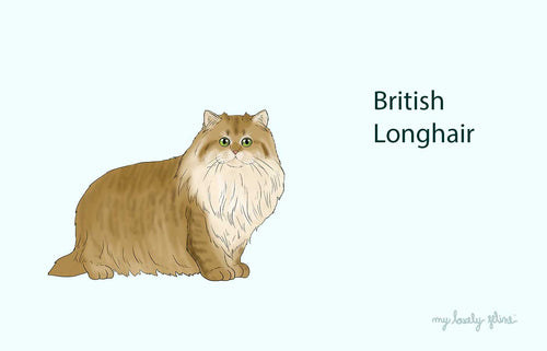 British Longhair Cat