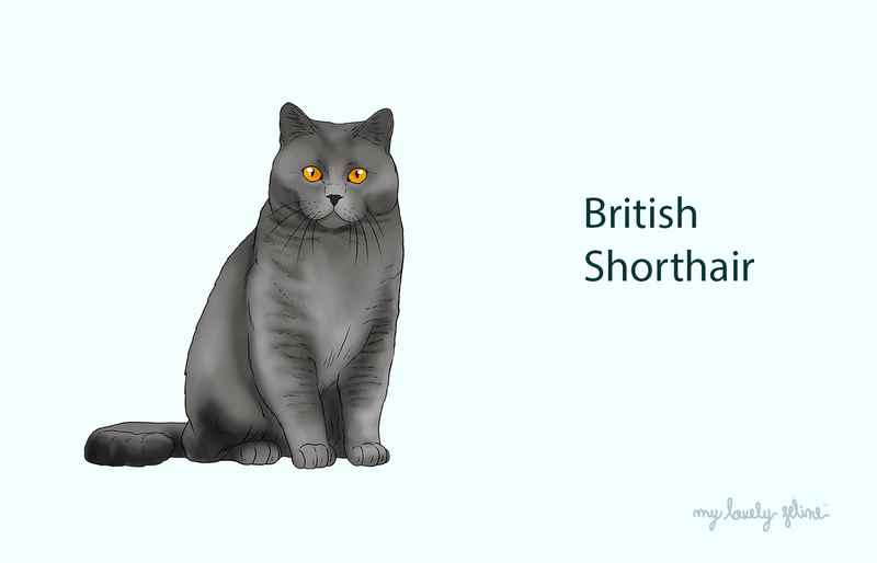 British Shorthair Cat