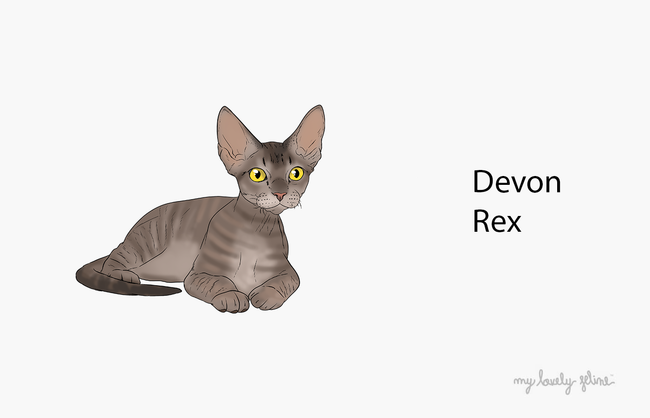 Everything You Should Know About Devon Rex Cats