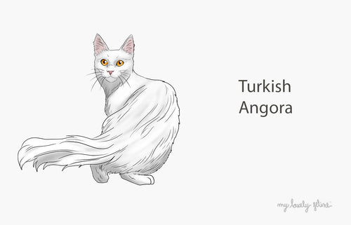 Turkish Angora Cat