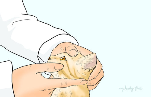 Conjunctivitis in Cats—By Dr. Leslie Brooks