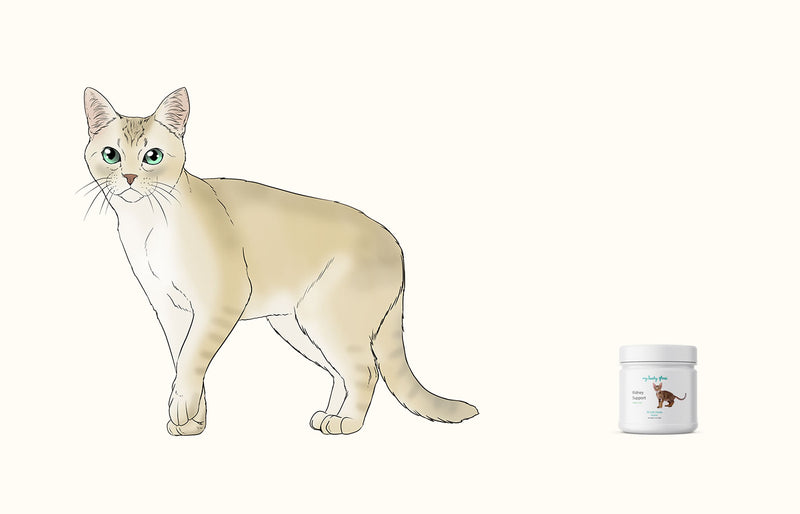 Cat Not Eating The Supplements? Here Are Some Practical Tips and Tricks That Worked for Other Cat Parents