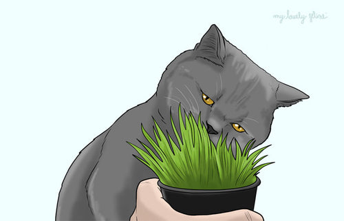 Cat Eating Grass