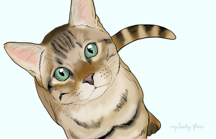 Cat Eye Structure