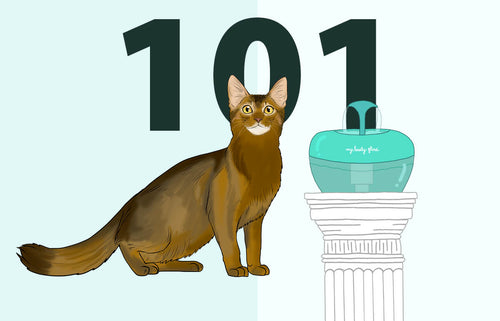 Cat Fountain