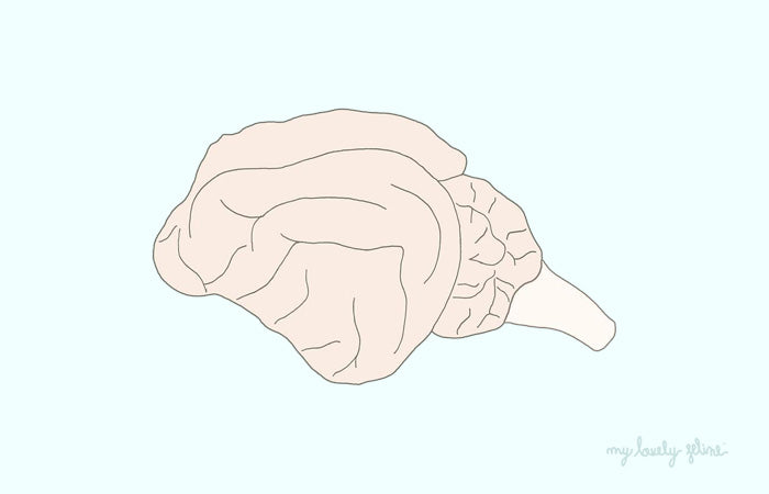 Cat's Brain