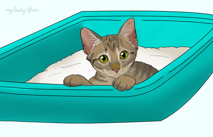Cat in a litter box