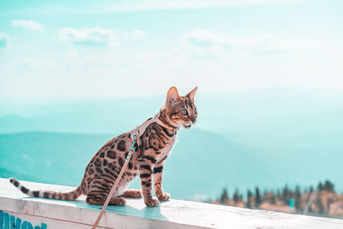 Cat Walking on a Leash