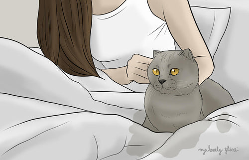 Cat Peeing on a Bed