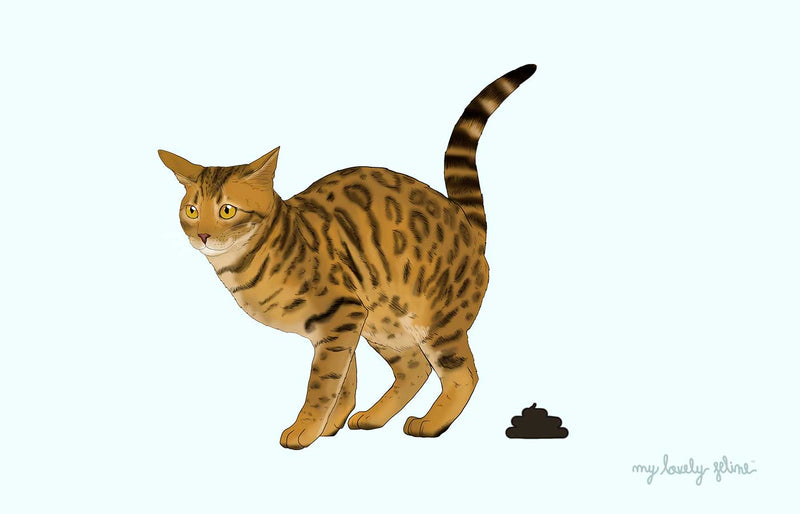 Cat Poop and Pee