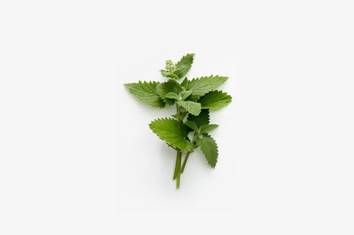 Euphoric Plants for Cats: Crazy for Catnip & Silly with Silver Vine