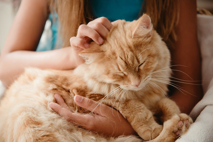 Lady petting a cat