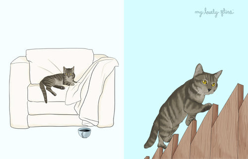 How to Care for Your Indoor-Outdoor Cat