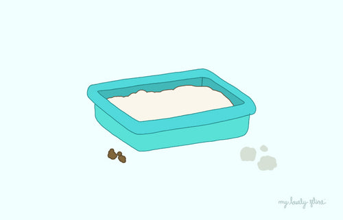 Common Litter Box Problems Explained