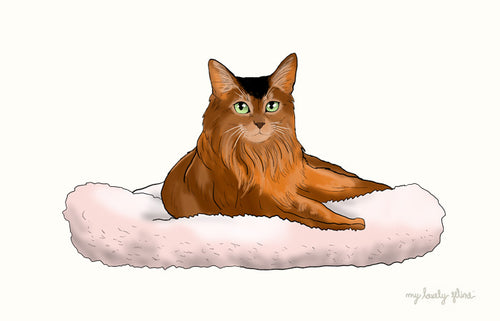 Long haired cat