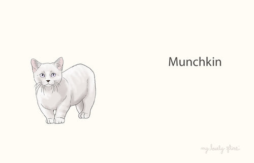 Munchkin Cat