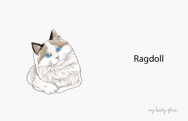 Everything You Need to Know About Ragdoll Cats
