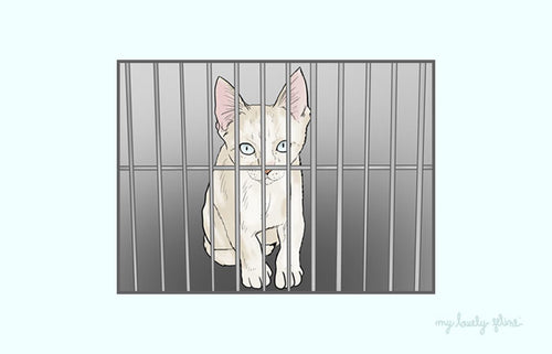 Cat in Shelter