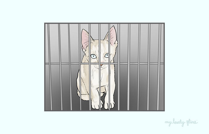 Cat in Shelter
