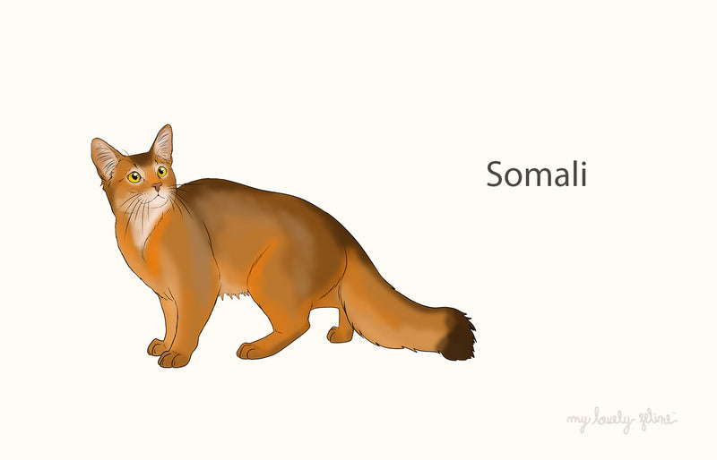 Everything You Need to Know About Somali Cats