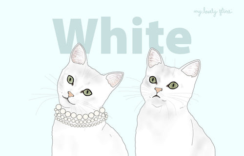 Everything You Should Know About White Cats