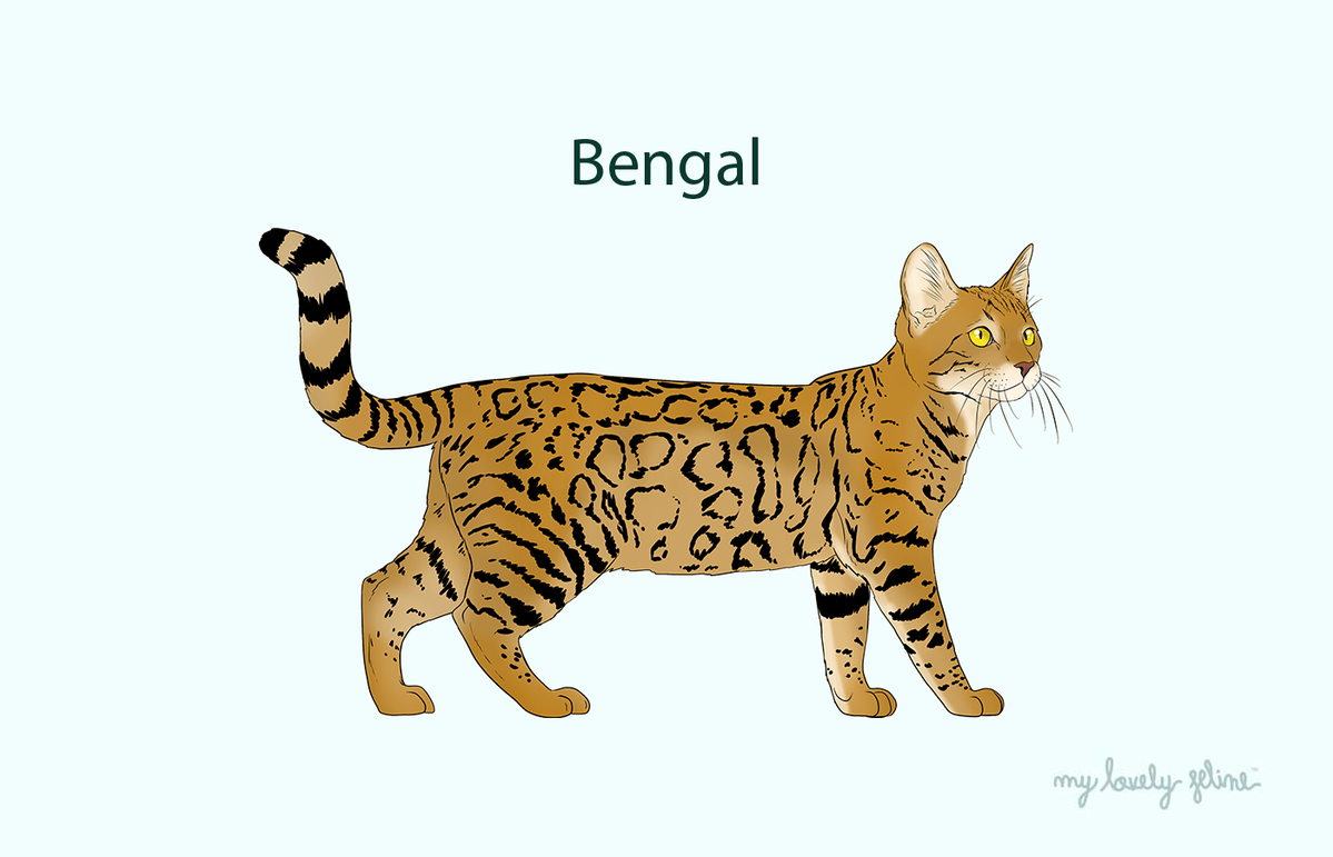 About online bengal cats