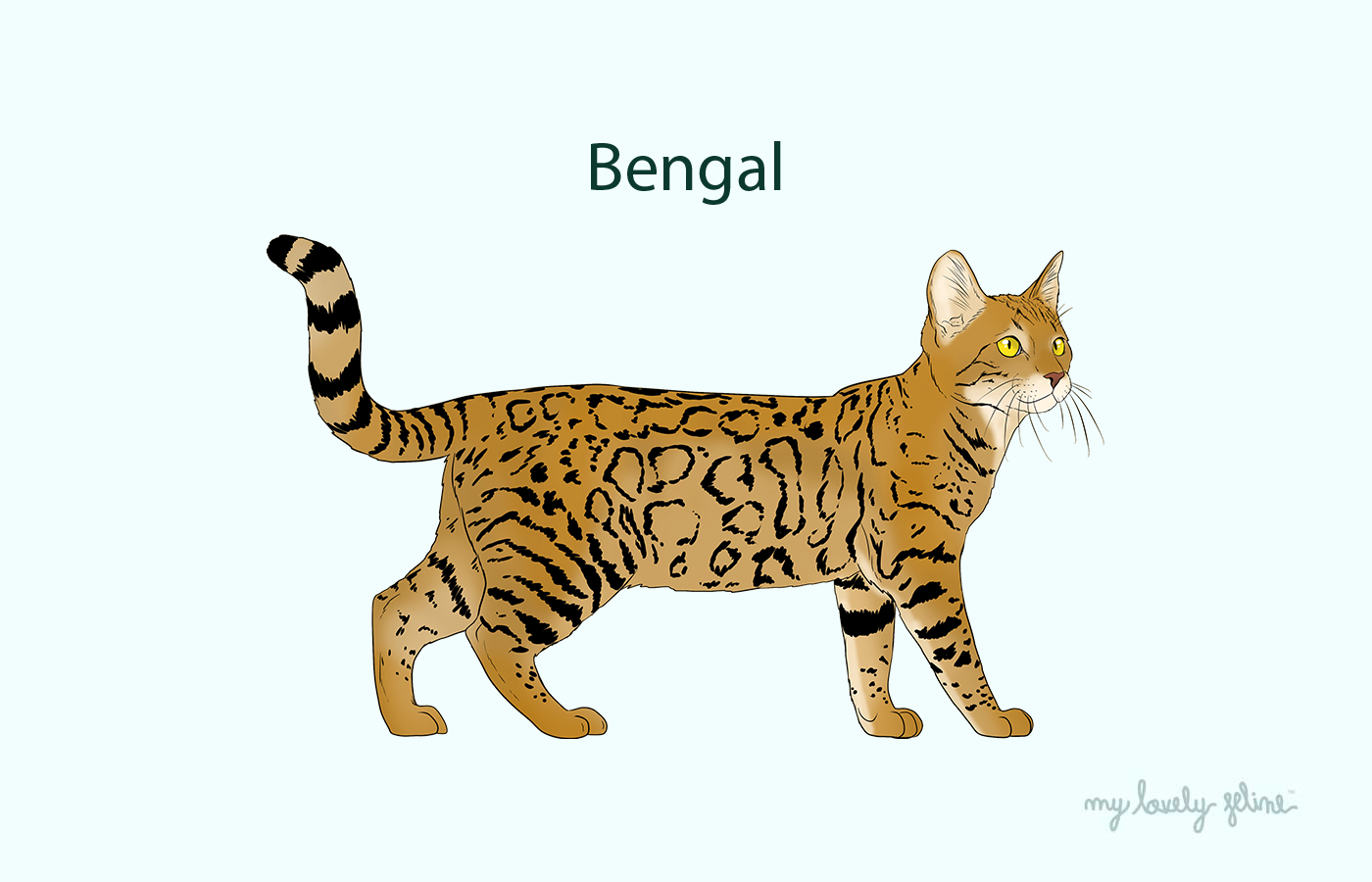 Everything You Need to Know About Bengal Cats