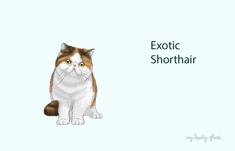 Exotic Shorthair Cat
