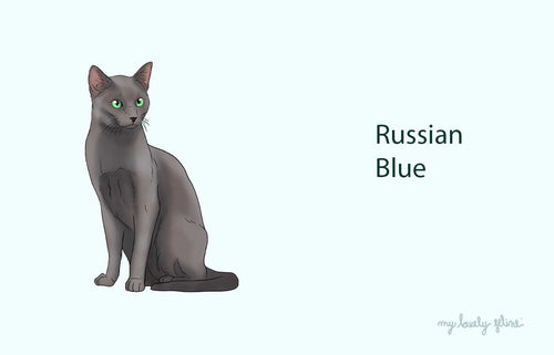 Everything You Should Know About Russian Blue Cats