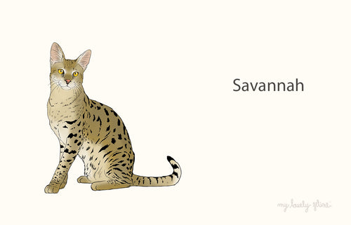 Everything You Should Know About Savannah Cats