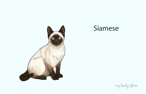Everything You Should Know About Siamese Cats