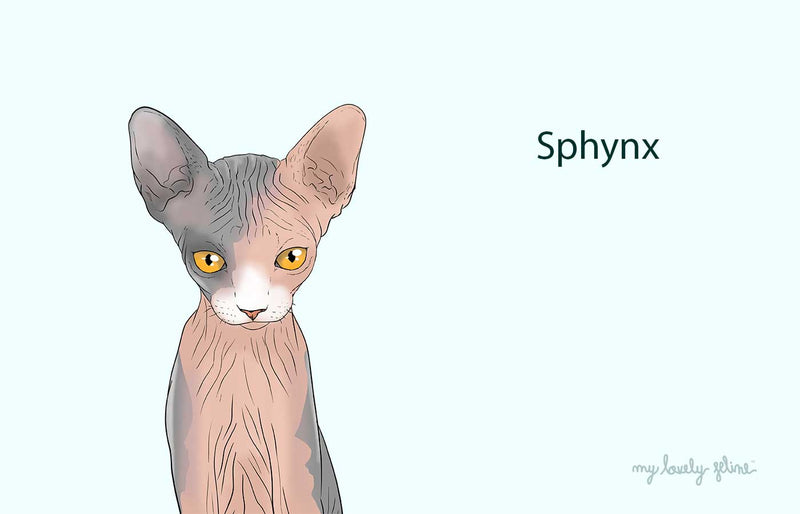 Everything You Should Know About Sphynx Cats