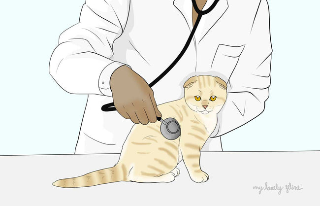 Cat and Veterinarian