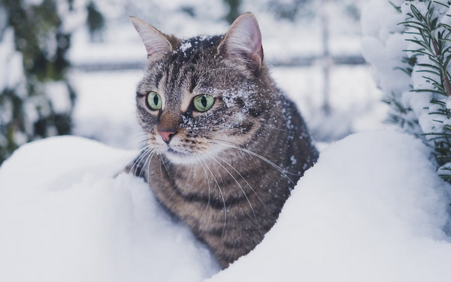 Prepare Your Cat for Winter