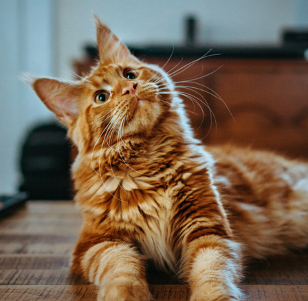 Top 10 Essential Tips for Feline Grooming and Hygiene