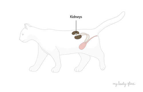 Kidney Disease in Cats—By Dr. Kimberly Couch
