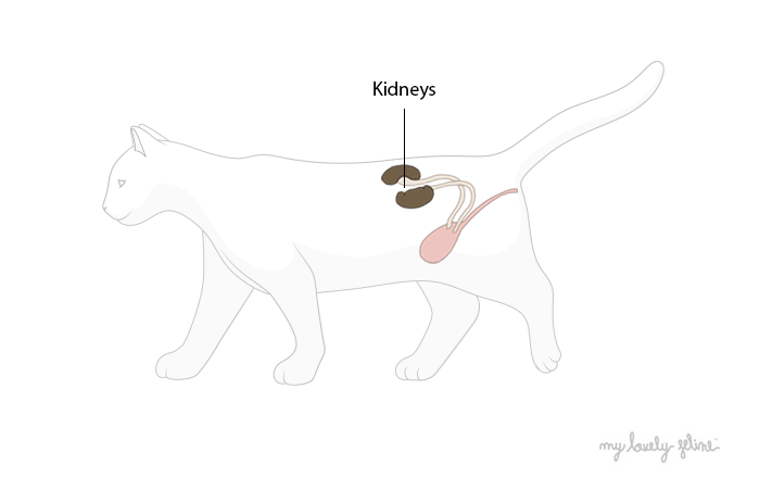 Kidney Disease in Cats—By Dr. Kimberly Couch