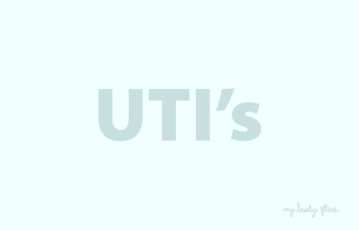 UTI's (Urinary Tract Infections) in Cats—By Dr. Kimberly Couch