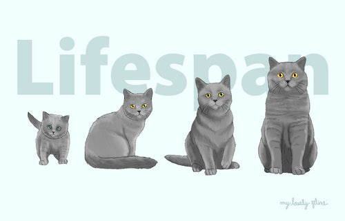 Average Cat Lifespan