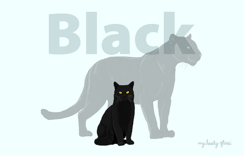 Black Cats—Everything You Should Know