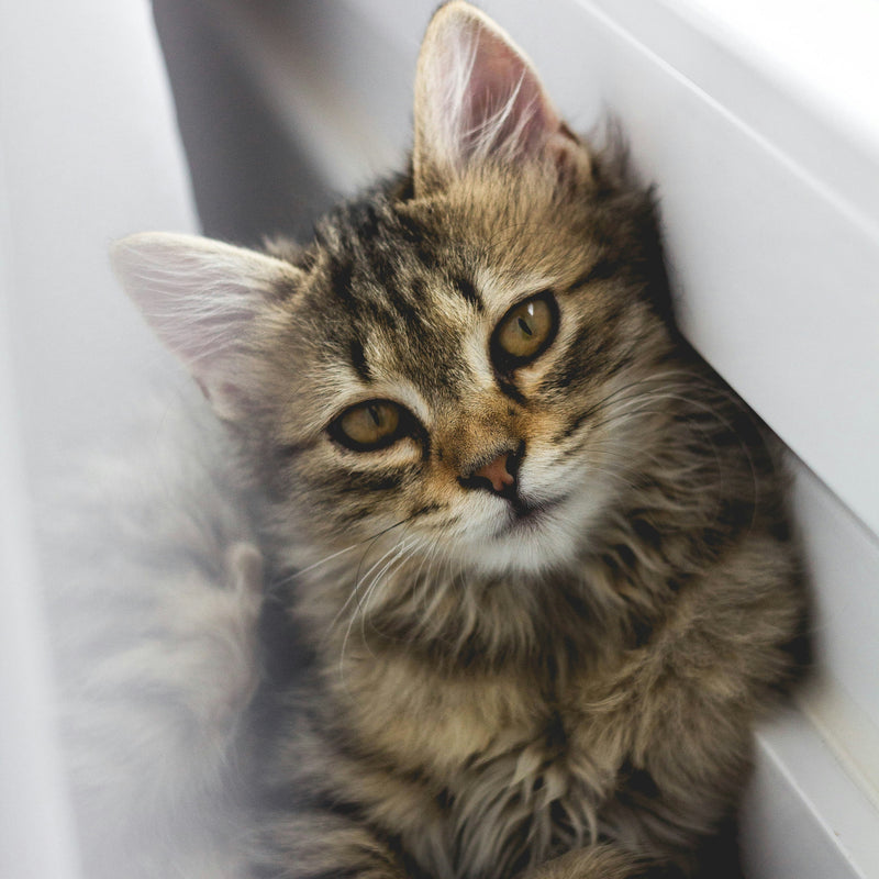 Cat in a window