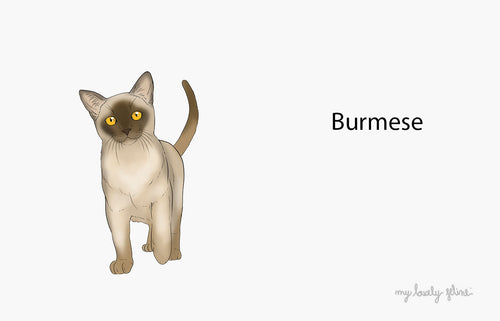 Everything You Should Know About Burmese Cats