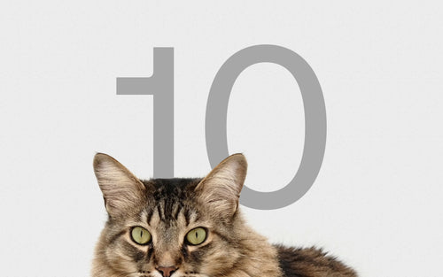 Top 10 Things to Check Today to Make Sure Your Cat is Healthy