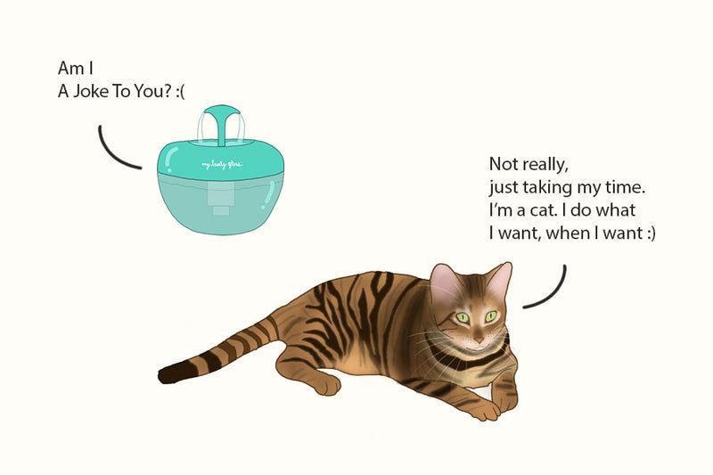 Is your cat ignoring the fountain? Try this!