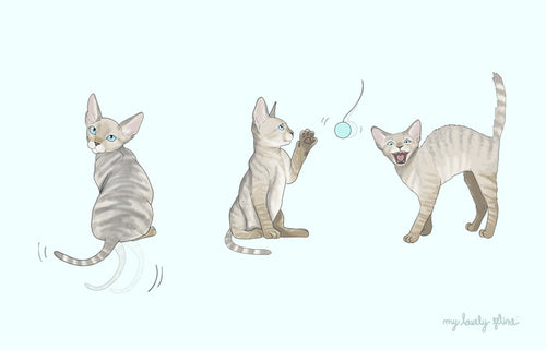 Cat Body Language—How to Speak Cat