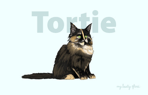 Everything You Should Know About Tortoiseshell Cats