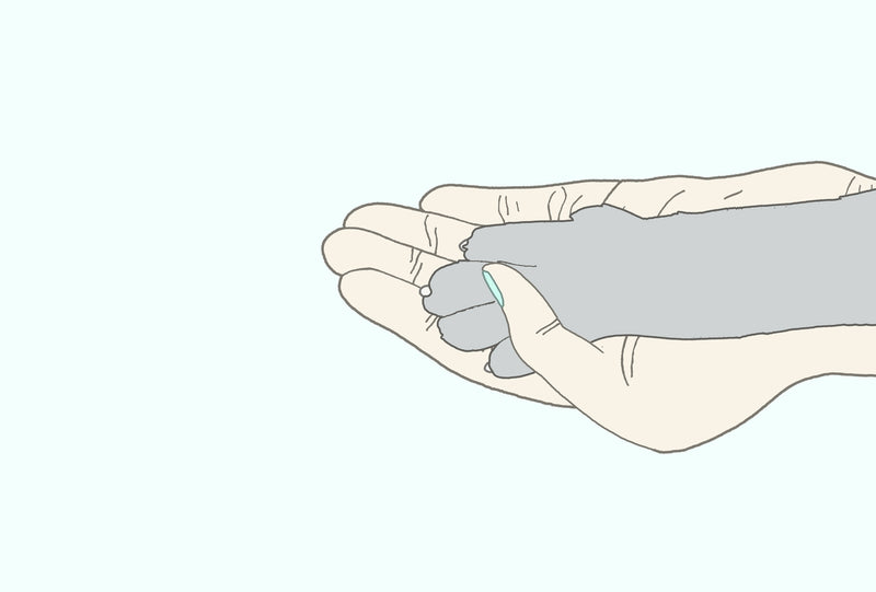 Cat Claw Trimming For A Healthy Life