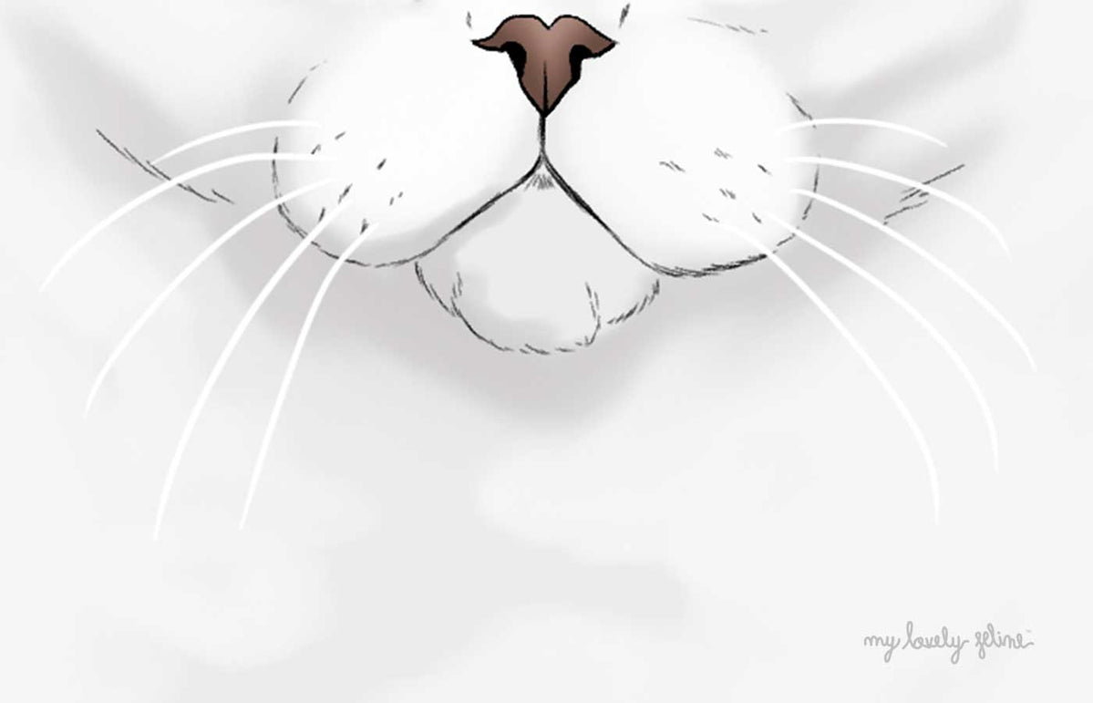 cat_whiskers_updated_1200x771.