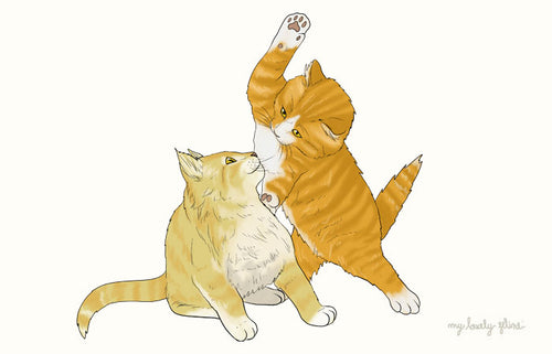 Cats Playing or Fighting